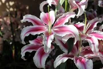 pink and white spring lilies