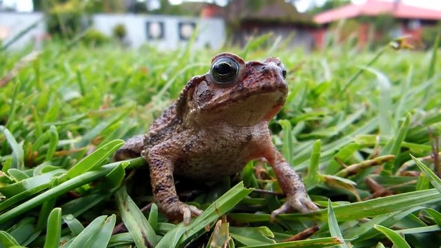 Sapo (Bufo bufo) parado no jardim com formigas caminhando sobre ele