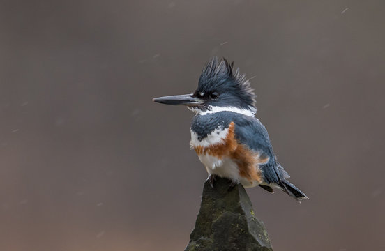Belted Kingfisher