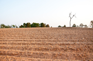 Cassava growing area