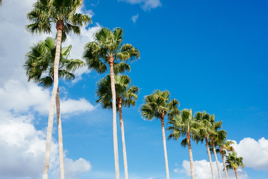 palm trees against blue sky