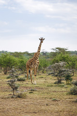  Kenya giraffe