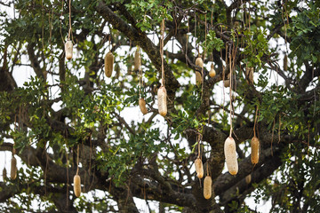 Kigelia African sausage tree