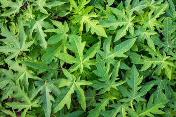 Papaya leaves