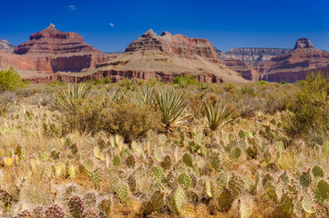 グランドキャニオンのブライトエンジェルトレイル