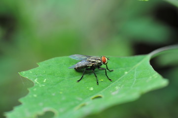 Fototapeta premium The fly