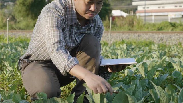 4K Asian farmer examining plant leaf