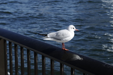 隅田川のカモメ