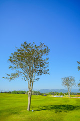 Obraz premium Beautiful tree green grass and blue sky
