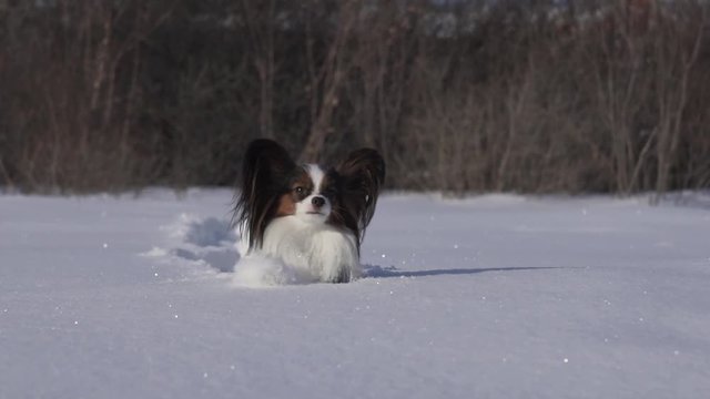 Papillon dog courageously makes his way through the snow in winter park stock footage video