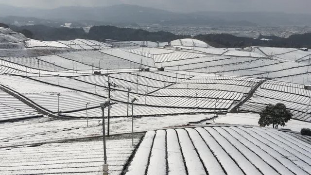 鳥の鳴き声がきこえる冬の茶畑で、音をたてずに回る防霜ファンとカメラにむかってふわふわ降りてくる粉雪