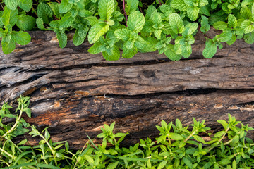 Peppermint on old wooden floor background