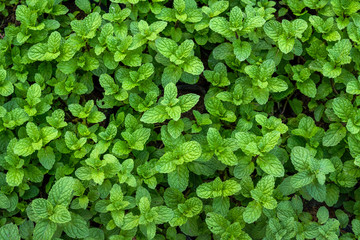 Peppermint in vegetable garden