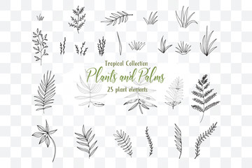 Collection Summer Plants and Palms