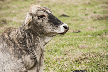 Australian cow on the farm during the day.