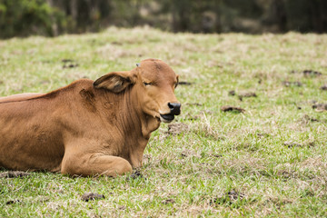 Australian cow on the farm during the day.