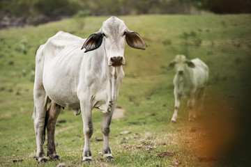 Obraz na płótnie Canvas Australian cow on the farm during the day.