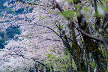 桜並木
