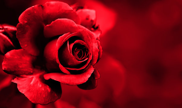 red rose petals on the red natural blurred background with clipping path. Closeup. For design, texture, background. Nature.