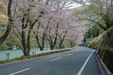 天竜川と桜並木
