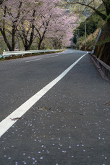 桜並木
