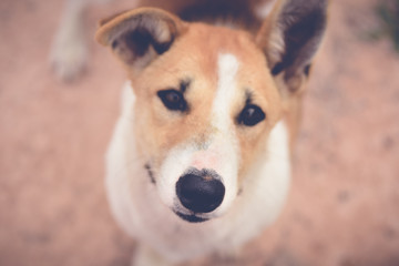 Obraz premium The Dog sitting outside watching and staring at camera.Nose Focus