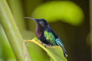 Colibri antillais