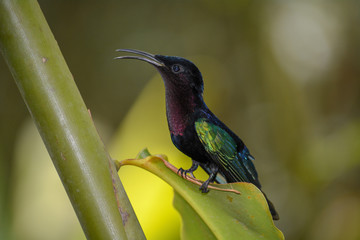 Colibri de Martinique
