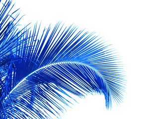 palme bleue de cocotier, fond blanc