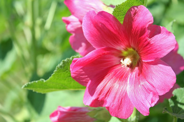 Red Hollyhock flower on leaves background (Alcea rosea)
