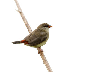 Amazed brown bird with sharp red eyes and tail perching on wooden stick, female of Red avadavat, red munia or strawberry finch (Amandava amandava) isolated on white background