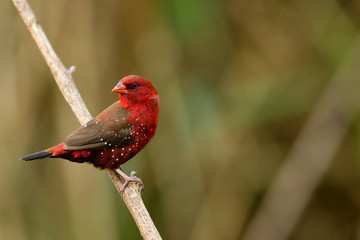 Amazed red bird with sharp eyes strong bills perching on wooden stick, Male of Red avadavat, red munia or strawberry finch (Amandava amandava) in breeding plumage