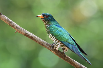 Asian emerald cuckoo (Chrysococcyx maculatus) beautiful velvet green bird perching on branch showing side feathers profile expose over fine bright bokeh background, amazed nature