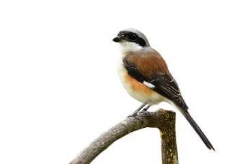 Bay-backed Shrike (Lanius vittatus) beautiful brown back grey head and white belly bird perching on wood branch showing details from head to tail isolated on white background
