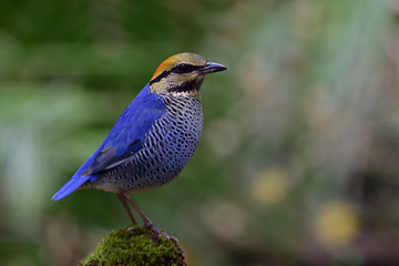 Beautiful blue bird with yellow and red head perching on top of mossy pole in nature, Male of Blue Pitta (Hydrornis cyaneus)