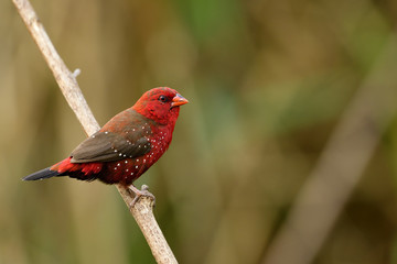 Beautiful red bird with nice eyes strong beak perching on wooden stick in meadow field, Male of Red avadavat, red munia or strawberry finch (Amandava amandava) in breeding plumage