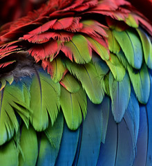 Obraz premium Beautiful sharp blue green and red of Green-winged Macaw feathers in close up, exoti texture and background