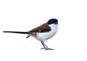 Burmese Shrike (Lanius collurioides) red back white belly and black head bird with puffy feathers isolated on white background showing details from beak to toes, exotic nature