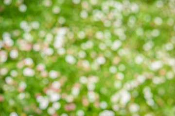 Fototapeta premium abstract nature background with blurry bokeh defocused lights