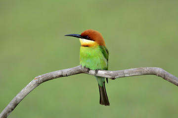 Chestnut-headed bee-eater (Merops leschenaulti) beautiful green and orange head lonely perching on bend branch over fine blue background, amazed animal