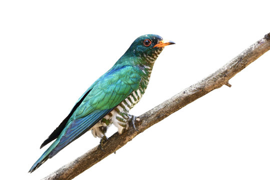 Asian emerald cuckoo (Chrysococcyx maculatus) beautiful velvet green bird perching on branch showing it bright side feathers profile isolated on white background, exotic nature