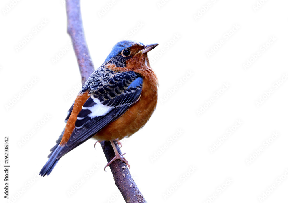 Canvas Prints Male of white-throated Rock Thrush (Monticola gularis) colorful bird with brown blue black and white feathers perching on thin branch isolated on white background