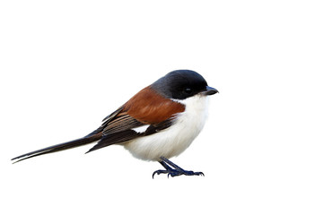 Male of Burmese Shrike (Lanius collurioides) chubby red back white belly bird with puffy feathers isolated on white background showing details from head to toes, exotic nature