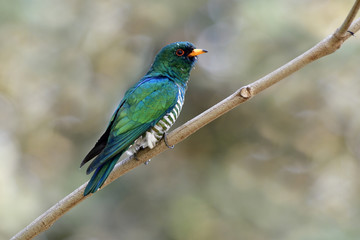 Male of Asian emerald cuckoo (Chrysococcyx maculatus) super velvet green bird with striped belly perching on tree branch over far bokeh background