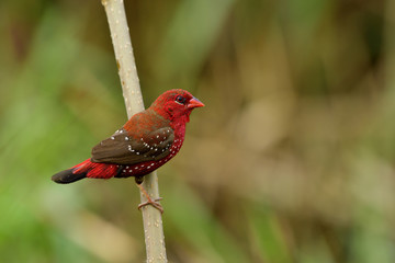 Male of Red avadavat, munia or strawberry finch (Amandava amandava) beautiful red bird with nice eyes and strong beak perching on mulberry wooden stick in meadow, exotic animal