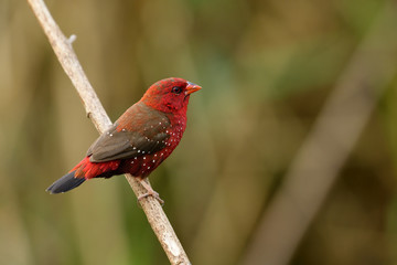 Male of Red avadavat, red munia or strawberry finch (Amandava amandava) in breeding plumage, beautiful red bird with nice eyes strong beak perching on wooden stick in meadow