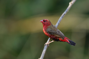 Male of Red avadavat,munia or strawberry finch (Amandava) beautiful dark red with white spots on its feathers perching on thin wood stick in nature