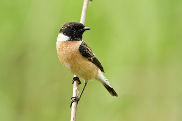 Male of Siberian or Asian stonechat (Saxicola maurus) beautiful brown bird with black head perching on wooden stick in nature, fascinated animal