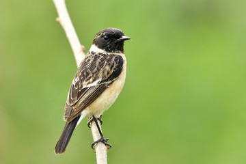 Male of Siberian or Asian stonechat (Saxicola maurus) funny brown bird with black head standing on wooden pole in nature over blur green background, fascinated creature