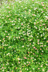 Daisy flower on the wall